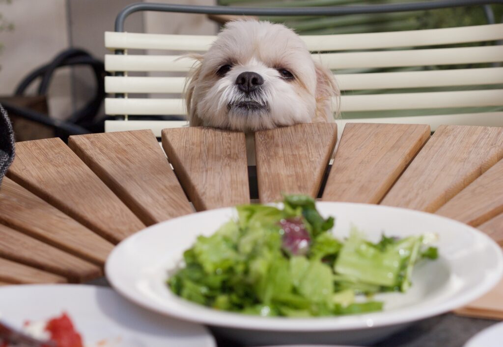 犬のために「安全でやさしい食事」の正しい知識をレクチャー