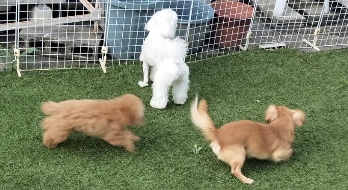 お散歩つきなのでしっかりストレス発散できる