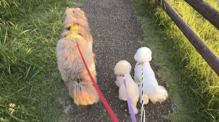 お散歩つきなのでしっかりストレス発散できる