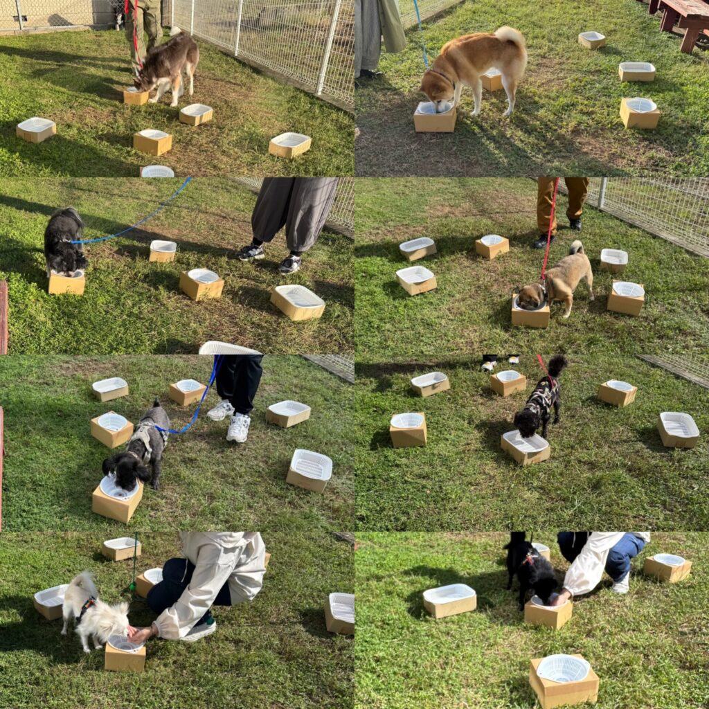 ノーズワークセミナー＆ワークショップ＠クロクマ舎