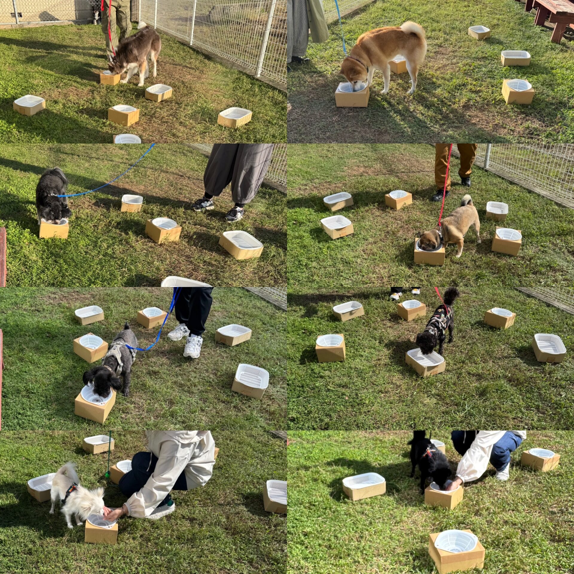 ノーズワークセミナー＆ワークショップ＠クロクマ舎